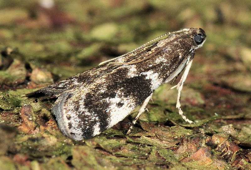 Pyralidae 3 - Assara terebrella